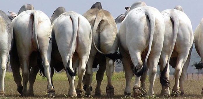 Gado Brahman